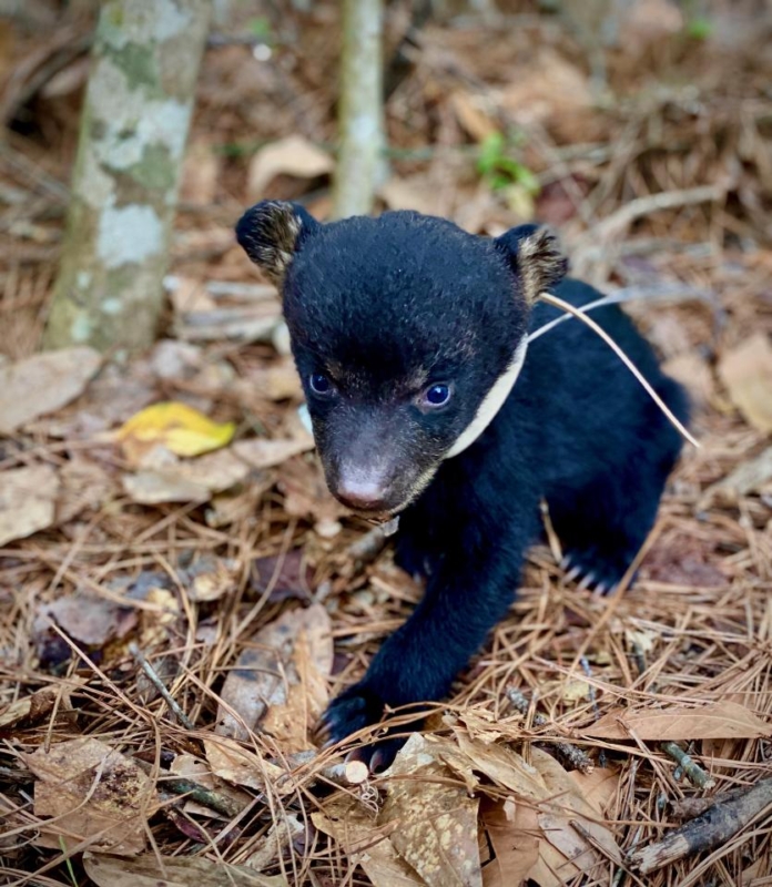 Black bears, our state mammal, are returning to Alabama. See how these cubs will help us. 5 Black Bear cub Daphne Black bears, our state mammal, are returning to Alabama. See how these cubs will help us.