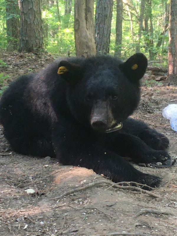 Black Bear. Leeper Big Bear Black bears, our state mammal, are returning to Alabama. See how these cubs will help us.