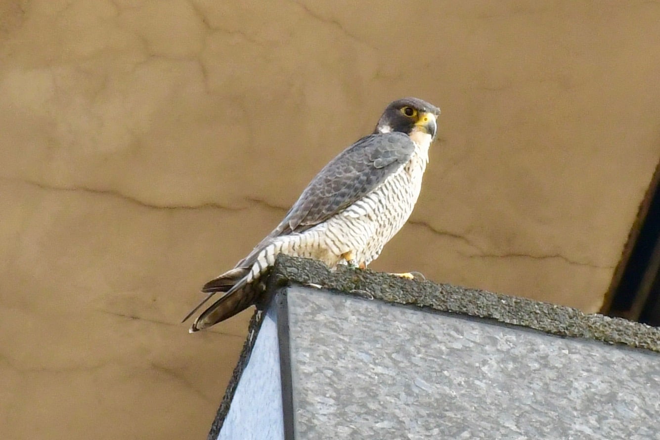 Perengrine Falcon ATT Building Greg Harber Be on the lookout Birmingham for wintering birds in town (photos)