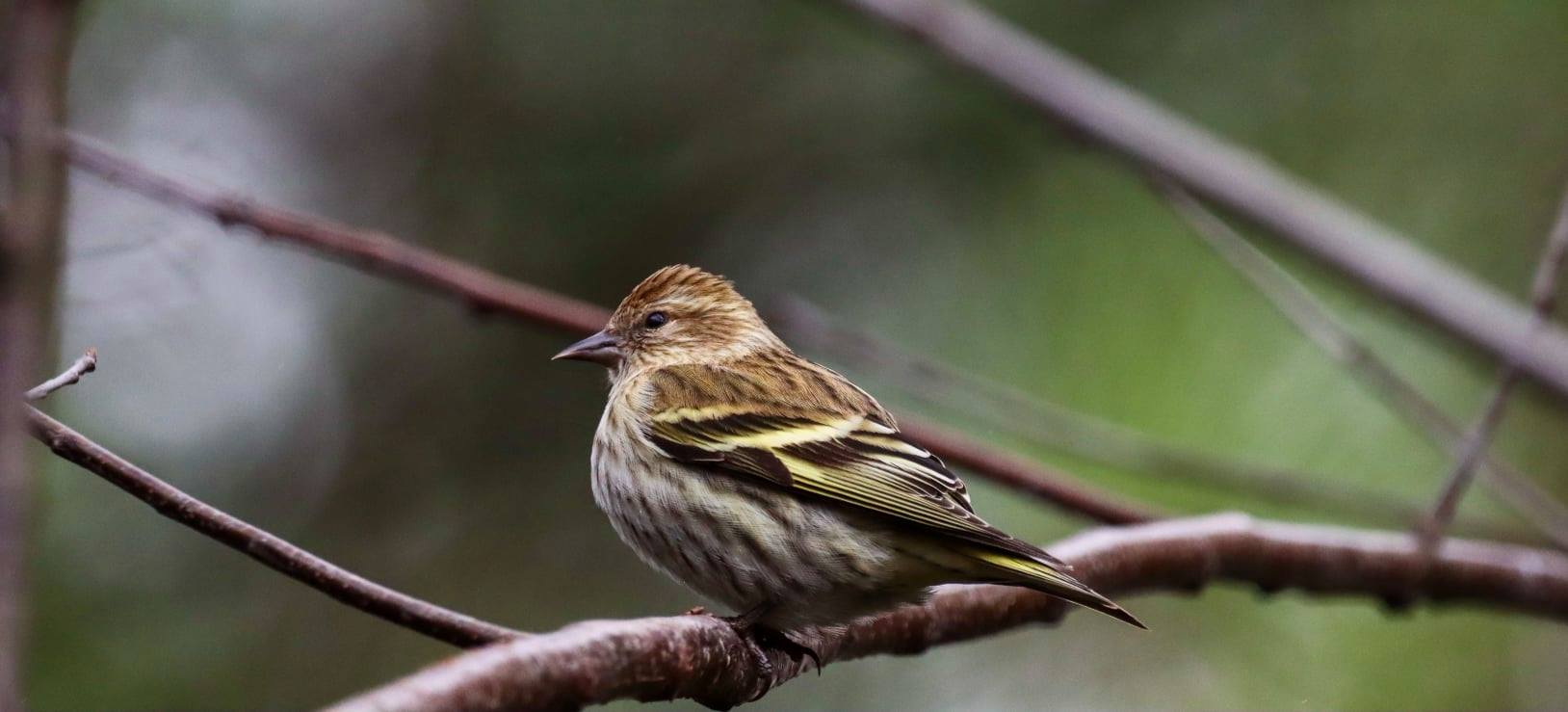 Pine Siskin Grace Simms Alabama Birding Trails Be on the lookout Birmingham for wintering birds in town (photos)