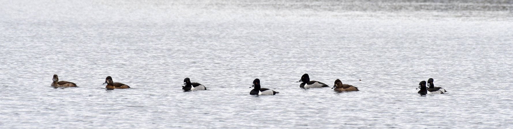 Ringed neck ducks Greg Harber Patton Park Be on the lookout Birmingham for wintering birds in town (photos)