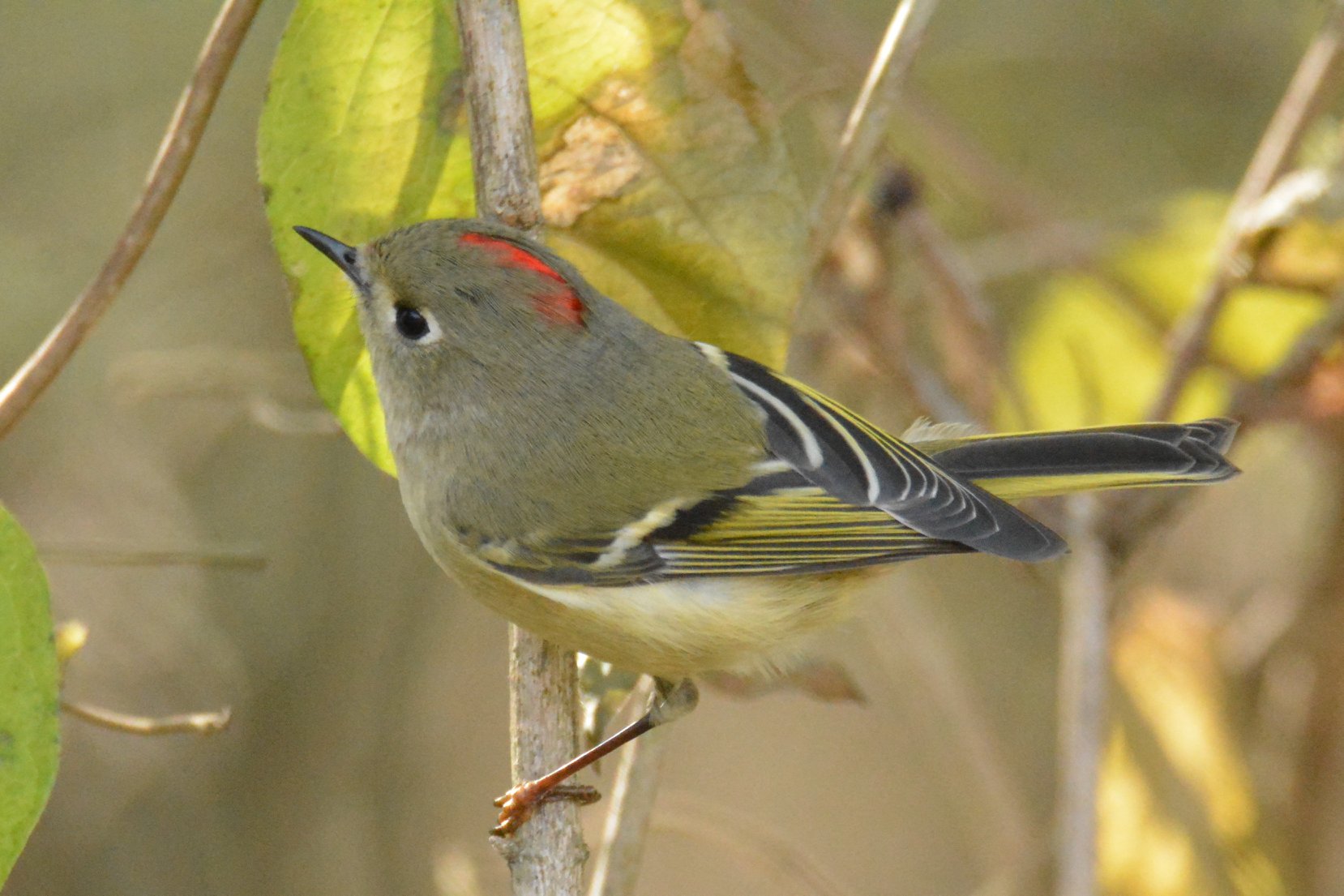 Ruby crowned Kinglet Robert Goss Alabama Birding Trails Be on the lookout Birmingham for wintering birds in town (photos)