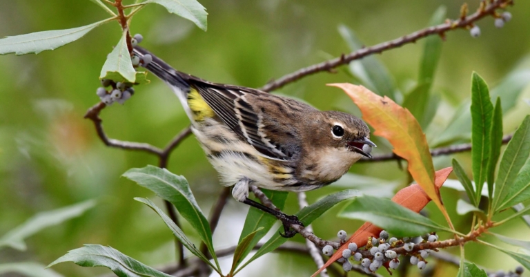 Be on the lookout Birmingham for wintering birds in town (photos)