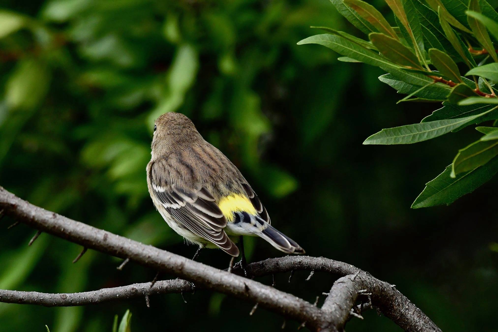 Yellow rumped warbler Railroad Park Be on the lookout Birmingham for wintering birds in town (photos)