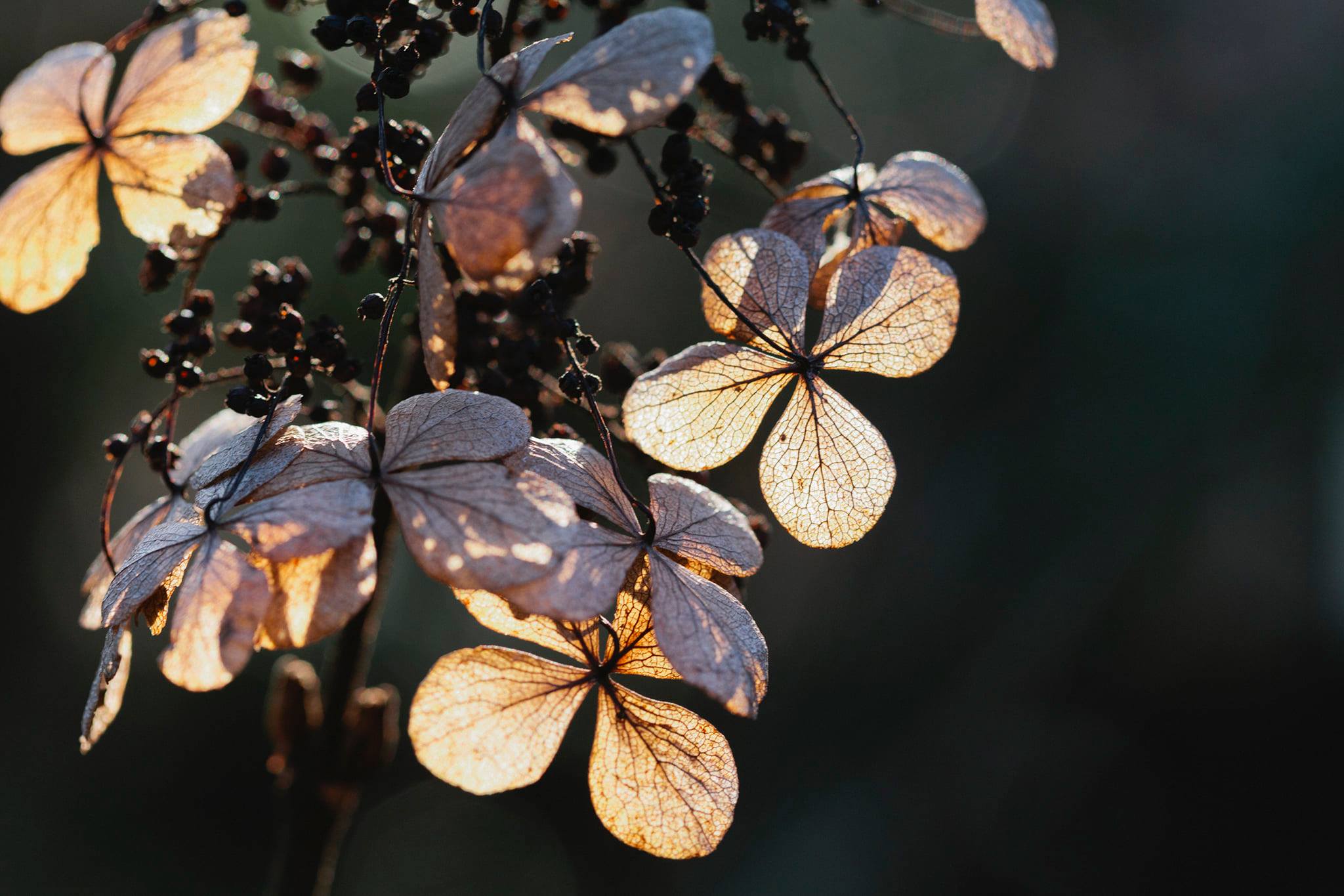 January rolls in with fun + safe events in Birmingham 5 Birmingham Botanical Gardens