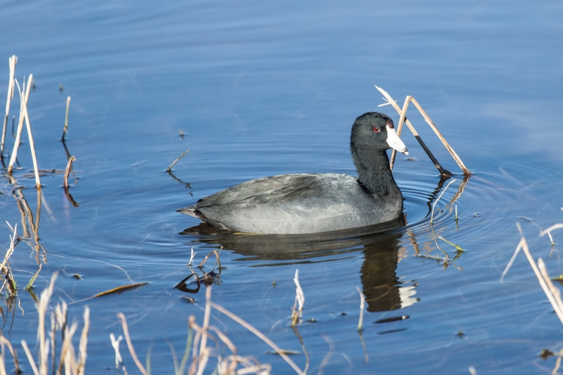 January rolls in with fun + safe events in Birmingham 9 Alabama Audubon