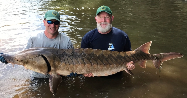 What’s happened to the prehistoric river giants of Alabama?