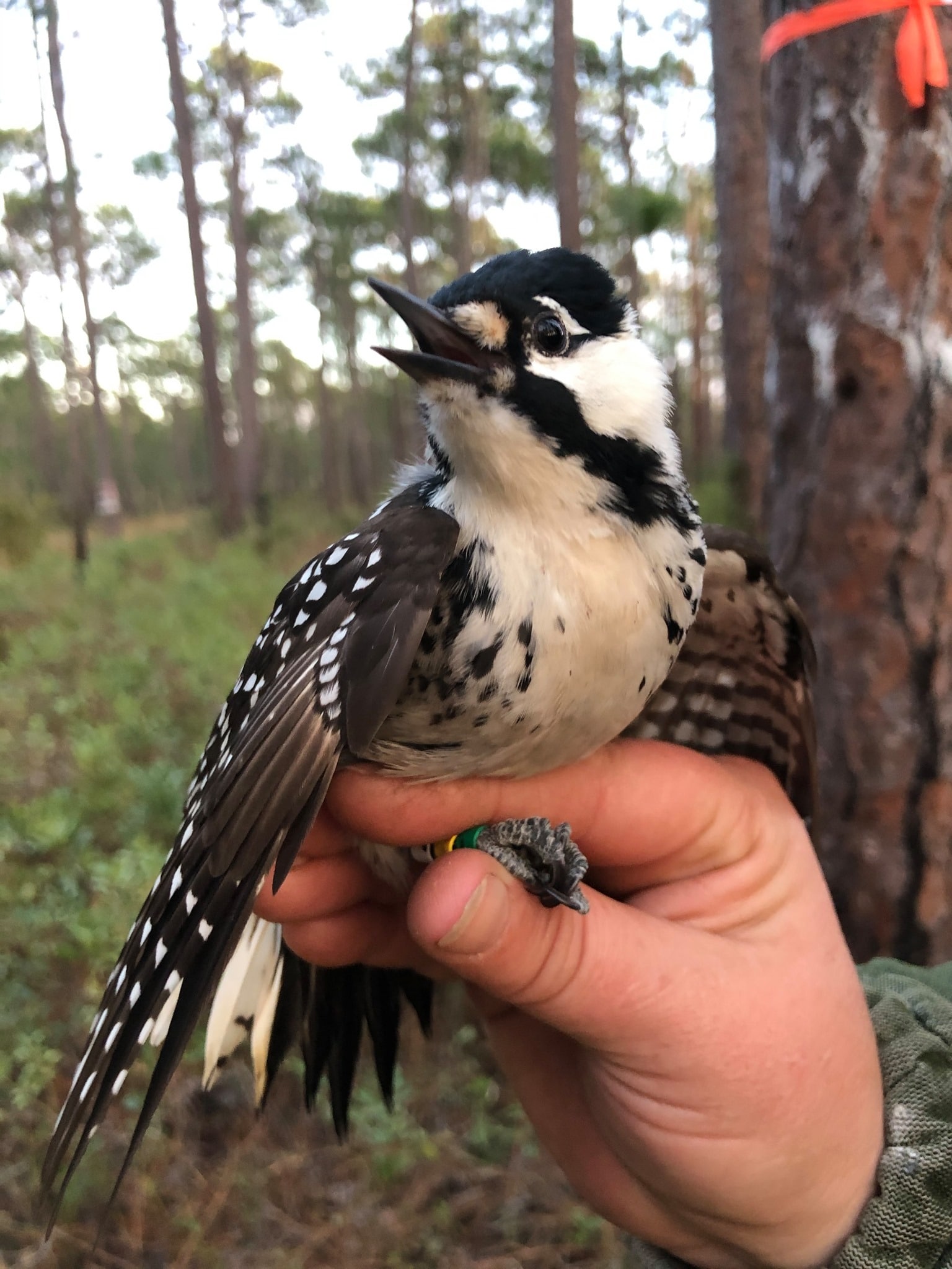 RCW Longleaf facebook page Bringing red-cockaded woodpeckers—nature’s historic preservationists—back to Alabama