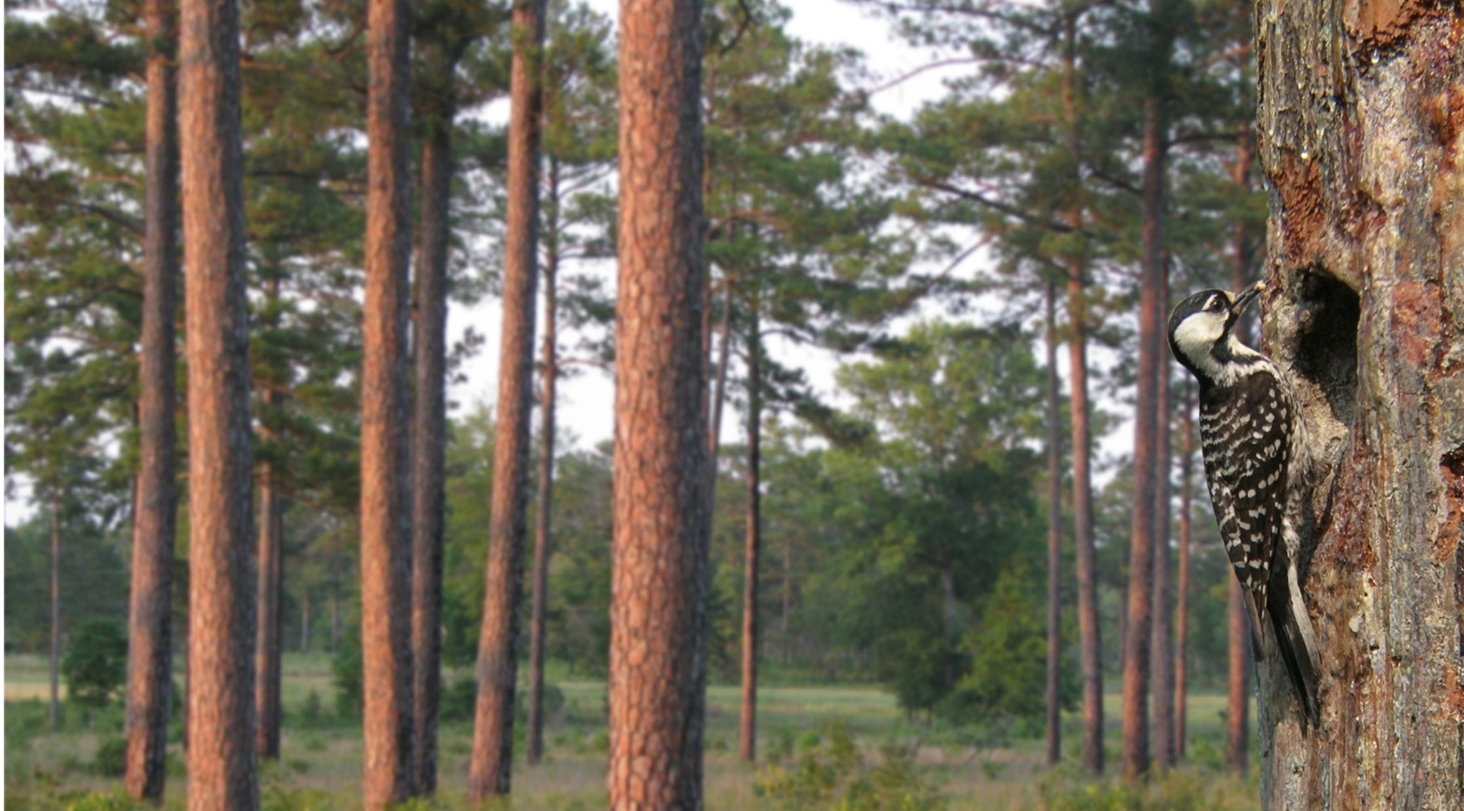 Bringing red-cockaded woodpeckers—nature’s historic preservationists—back to Alabama 1 RCW Sehoy Bringing red-cockaded woodpeckers—nature’s historic preservationists—back to Alabama