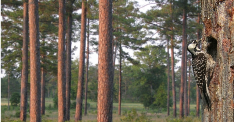 Bringing red-cockaded woodpeckers—nature’s historic preservationists—back to Alabama