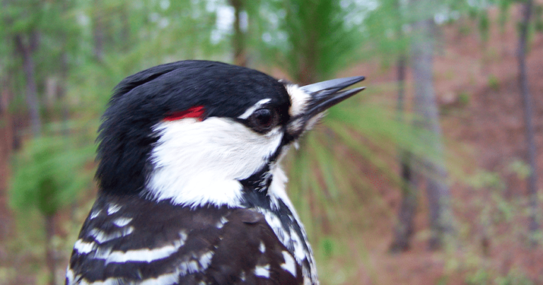Alabama Audubon to reveal “Bird of the Year” at Gala on February 2nd Alabama Audubon to reveal “Bird of the Year” at Gala on February 2nd