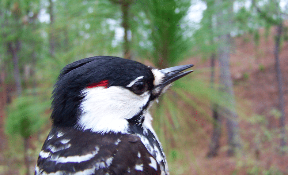 Bringing red-cockaded woodpeckers—nature’s historic preservationists—back to Alabama 6 Screen Shot 2020 11 29 at 2.46.26 PM Bringing red-cockaded woodpeckers—nature’s historic preservationists—back to Alabama