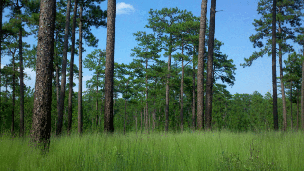 Screen Shot 2020 12 01 at 2.26.18 PM I remember… longleaf forests. Nearly lost forever, see how we have brought back 3 million acres in a generation