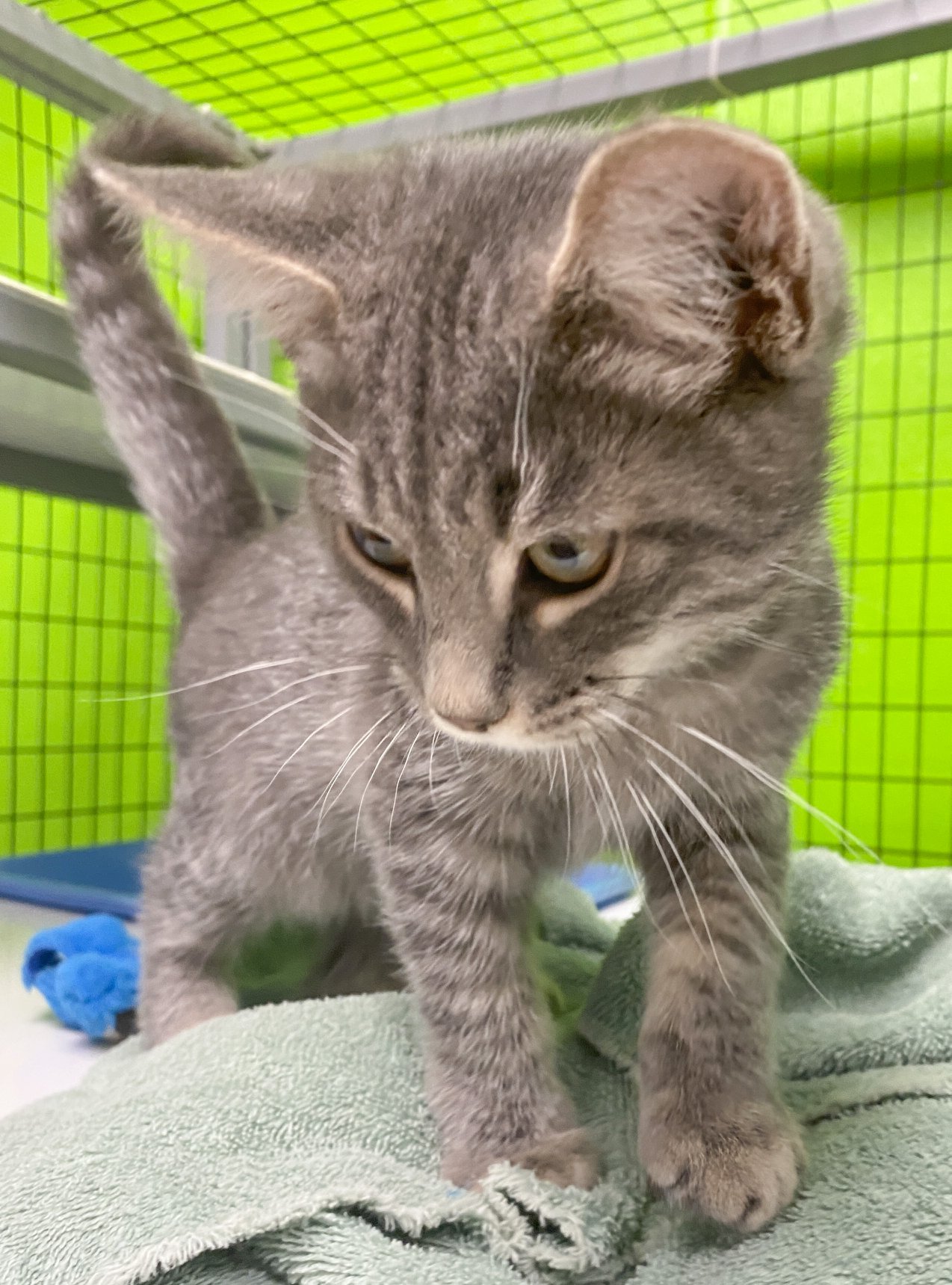 Bamabuzz Shelby Humane