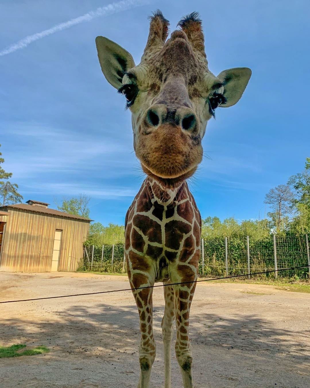 Birmingham Zoo, giraffe, animals