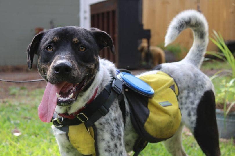 Bamabuzz Shelby Humane