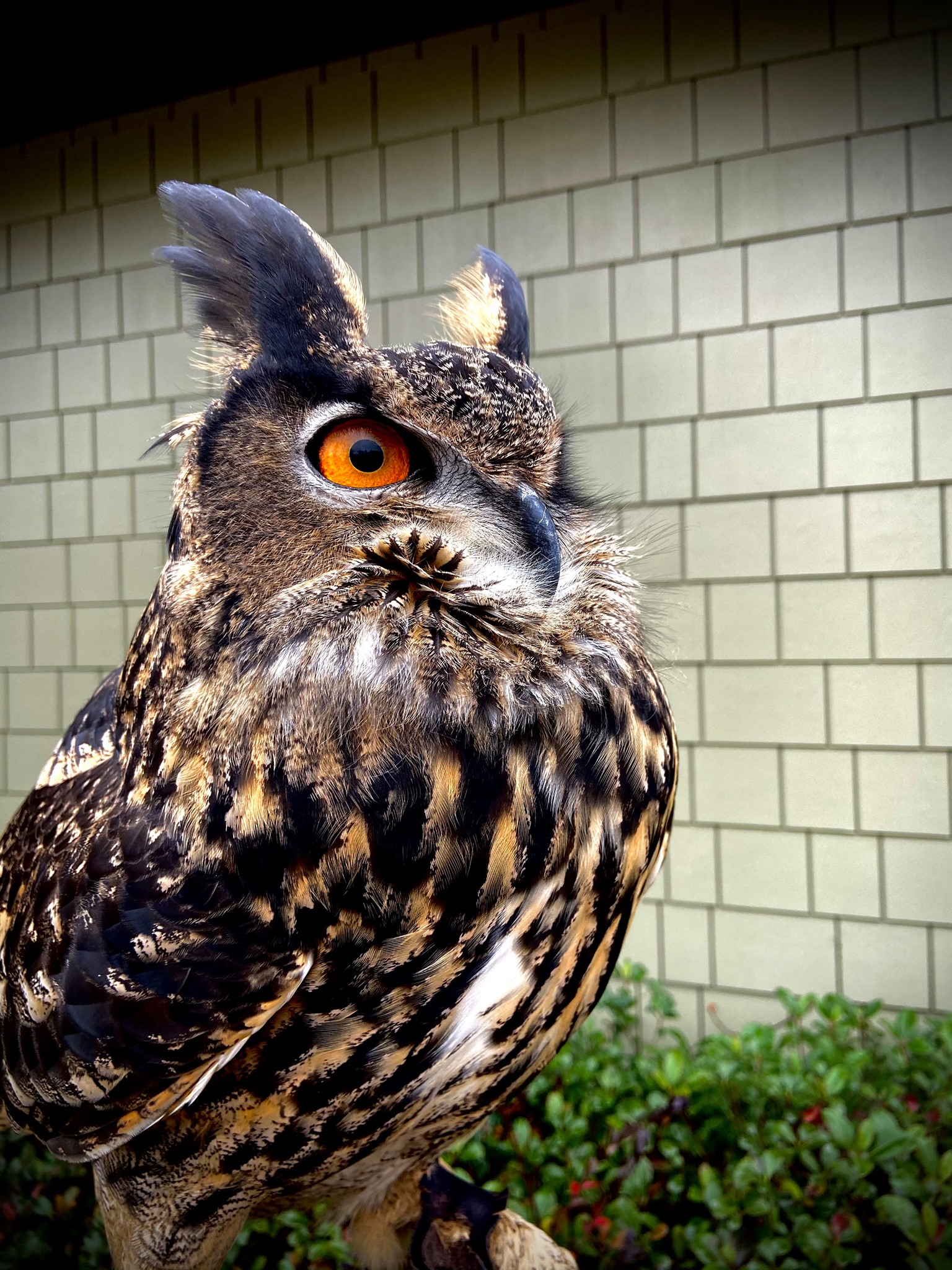 11 fabulous February events including Sundance Film Festival in Birmingham 5 Alabama Wildlife Center's Facebook