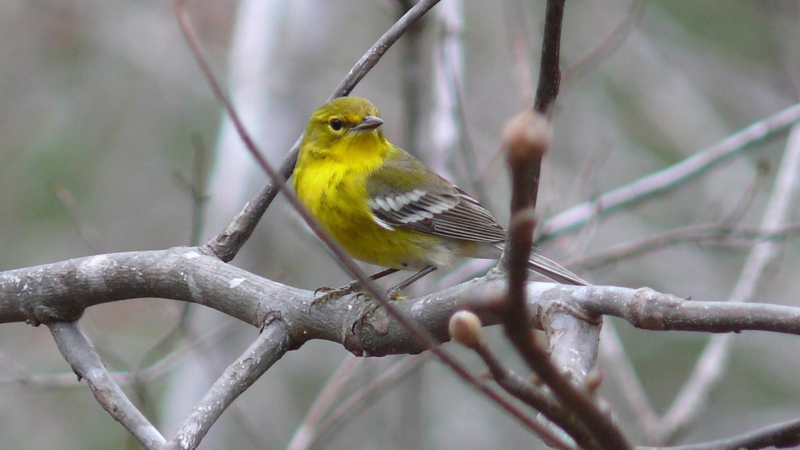 Pine warbler sitting on a branch at the Cahaba River National Wildlife Refuge