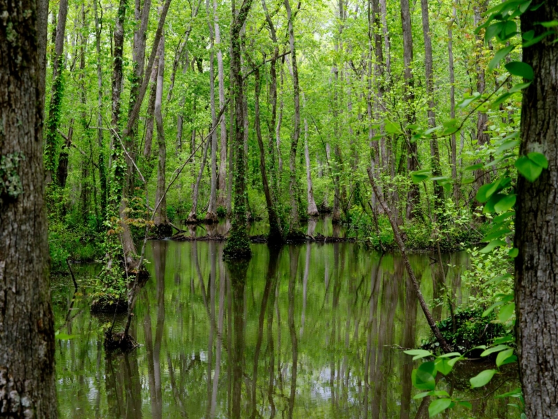 Trees growing in the swamp at Ebenezer Swamp