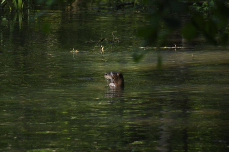 Otter at Ebenezer Swamp
