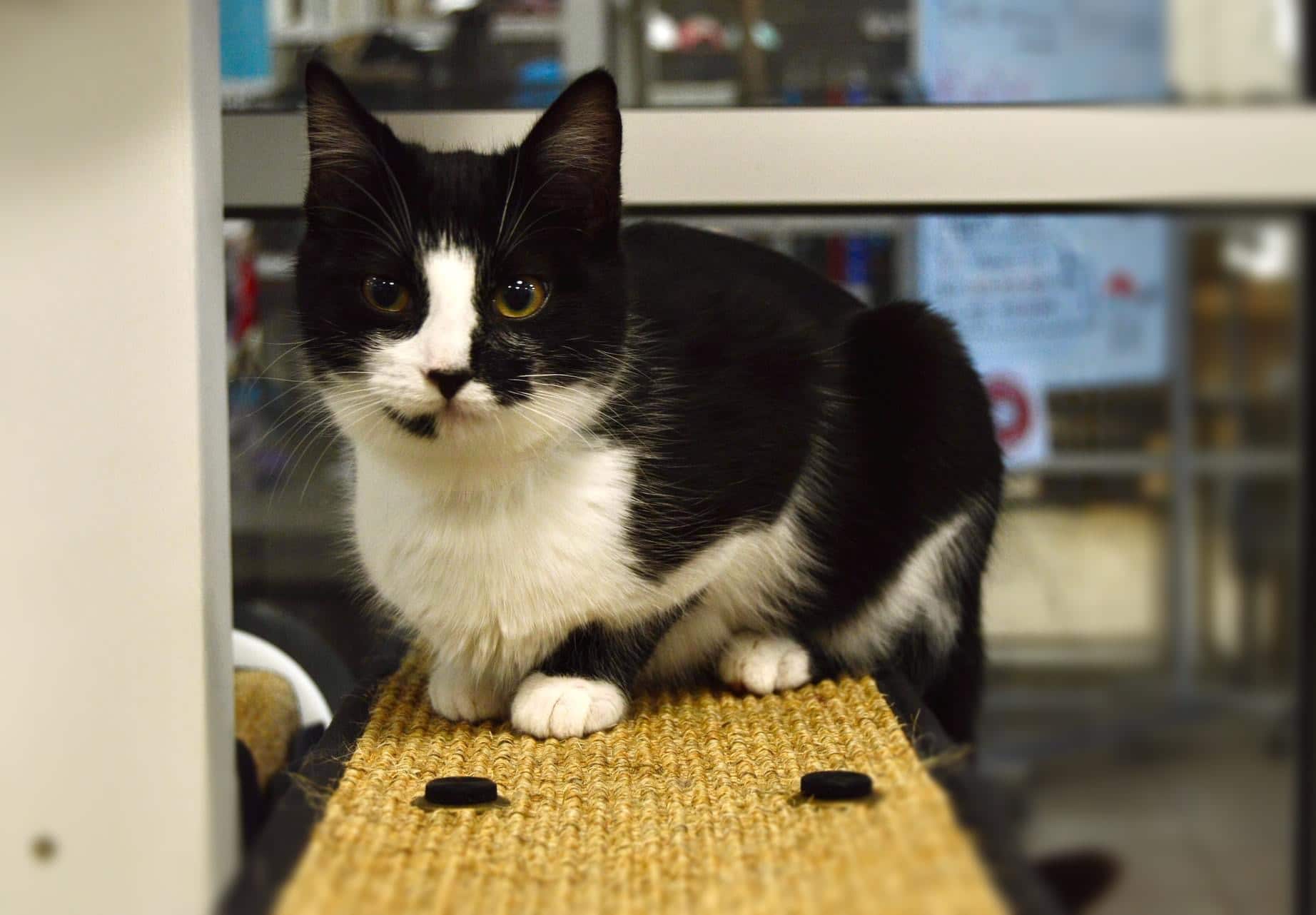 Humane societies offer aid & refuge for pets displaced by storms 2 Greater Birmingham Humane Society