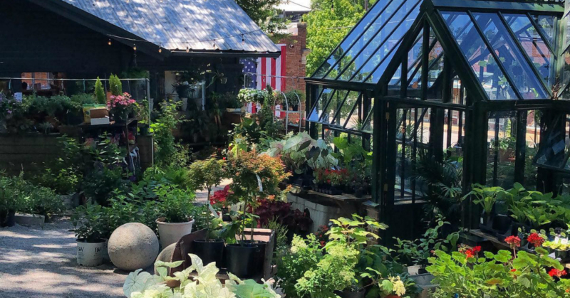 Houseplants in Birmingham at Shoppe