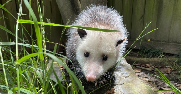 Birmingham Jill, an opossum, will take center stage on Groundhog Day at the Zoo