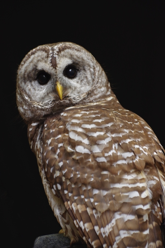 Hoot! Hoot! Meet your neighborhood Birmingham owls 5 Barred Owl