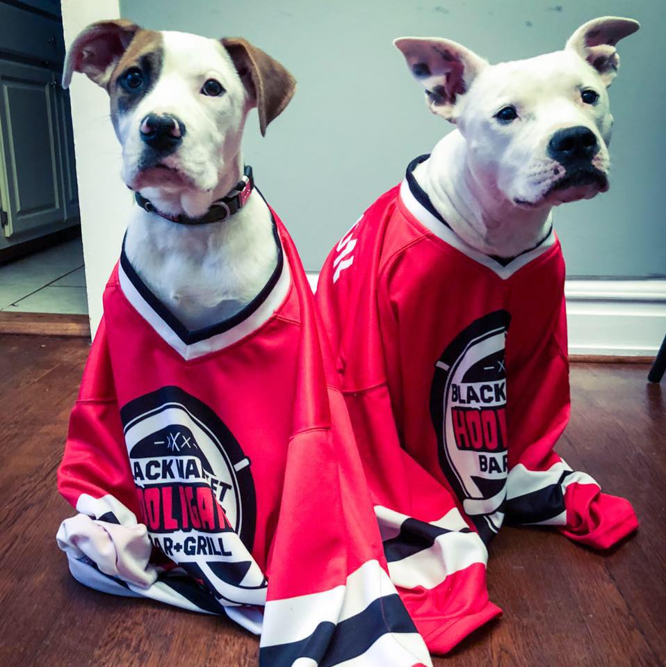 Dogs wearing Black Market Bar and Grill shirts