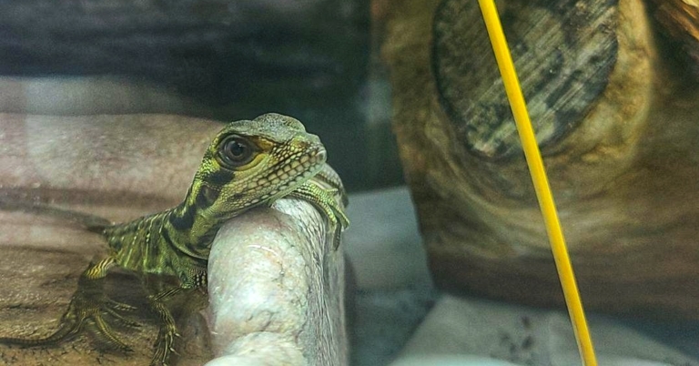 Birmingham Zoo welcomes birth of three baby dragons (photos)