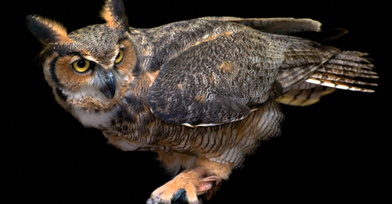 Hoot! Hoot! Meet your neighborhood Birmingham owls