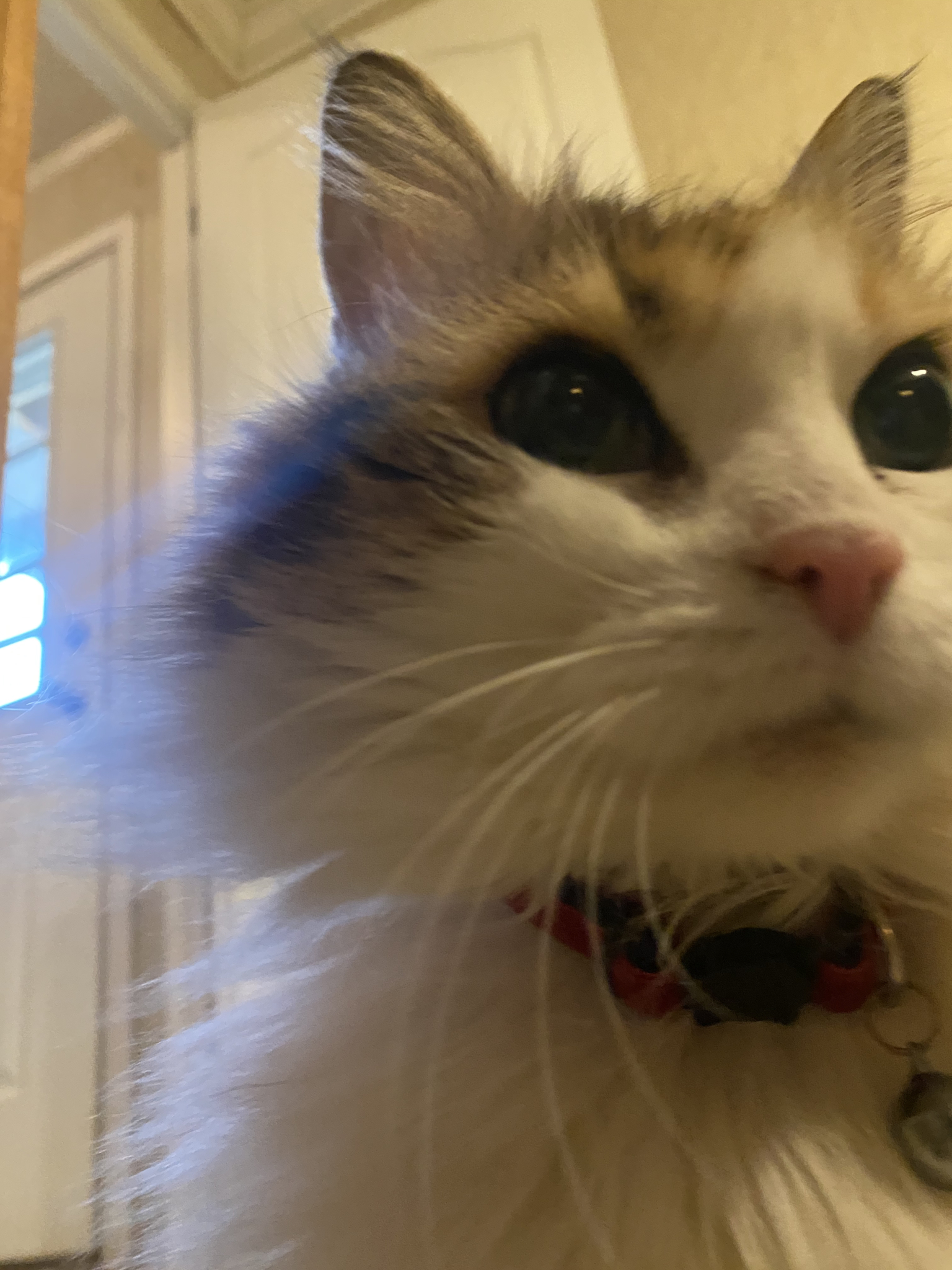 Shoot your pic, cast your vote + win for a good cause in Bham Now's #CatCloseUpChallenge 6 IMG 0312 Shoot your pic, cast your vote + win for a good cause in Bham Now's #CatCloseUpChallenge