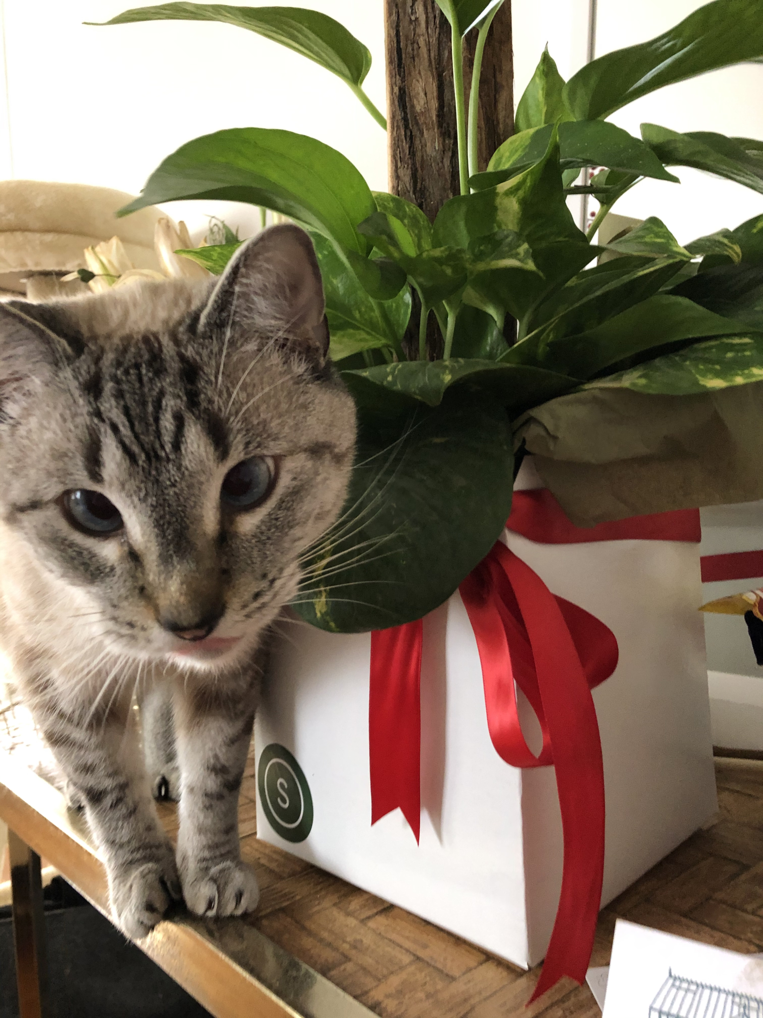 Shoot your pic, cast your vote + win for a good cause in Bham Now's #CatCloseUpChallenge 7 IMG 1329 Shoot your pic, cast your vote + win for a good cause in Bham Now's #CatCloseUpChallenge