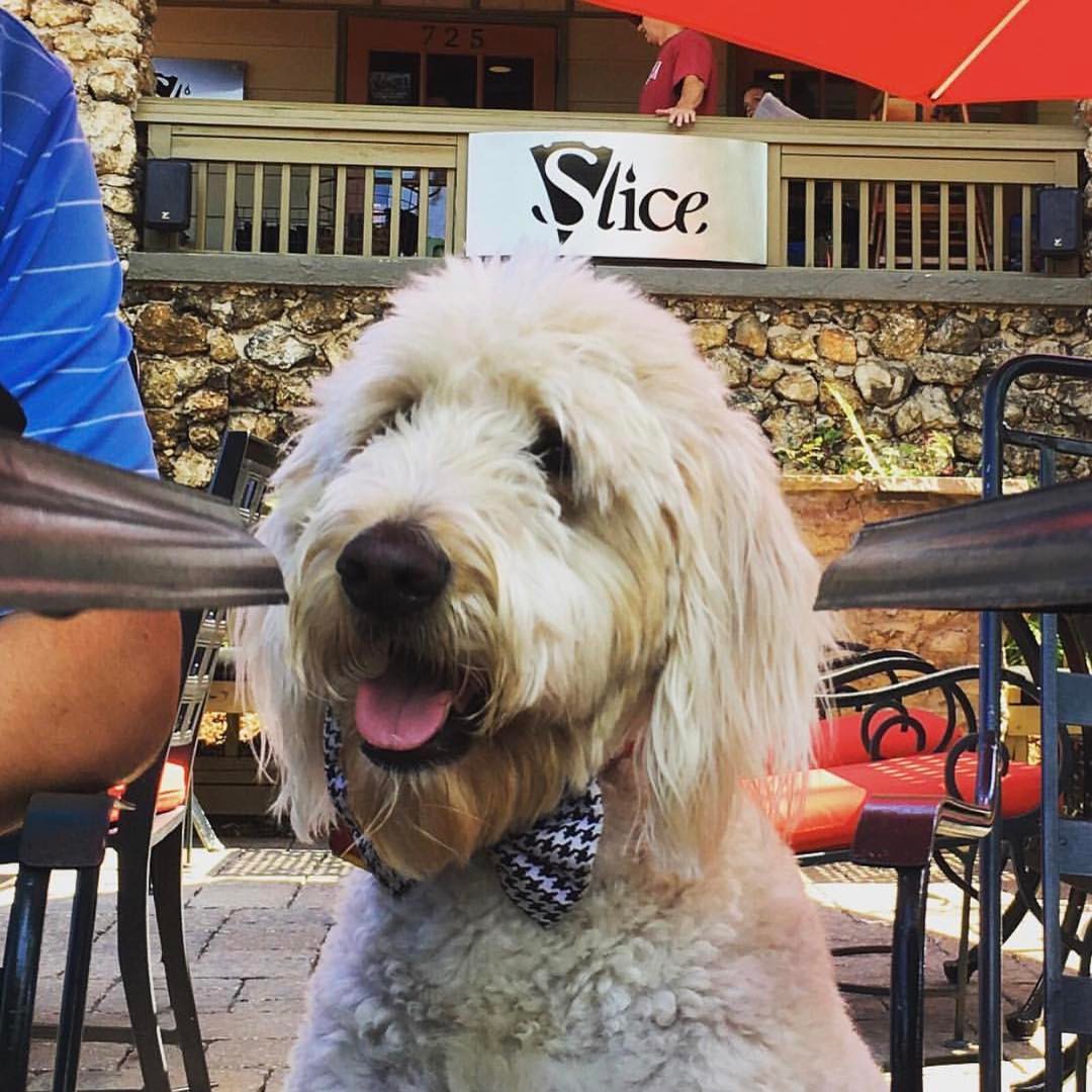 Smiling dog at Slice outdoor dining in Birmingham