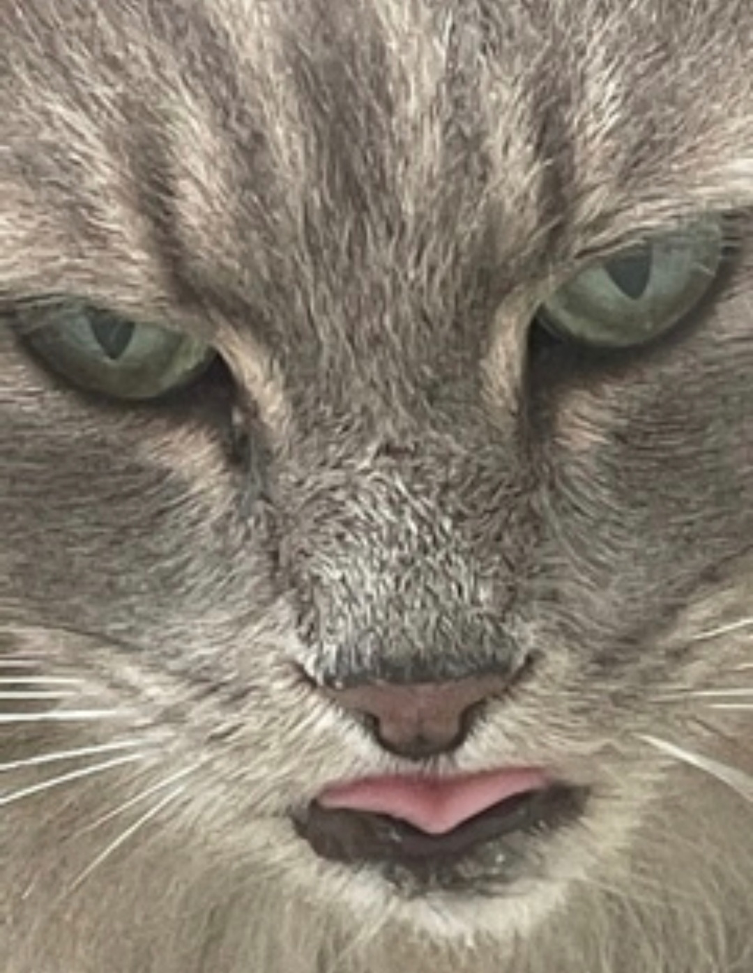 Shoot your pic, cast your vote + win for a good cause in Bham Now's #CatCloseUpChallenge 12 cat 2 Shoot your pic, cast your vote + win for a good cause in Bham Now's #CatCloseUpChallenge