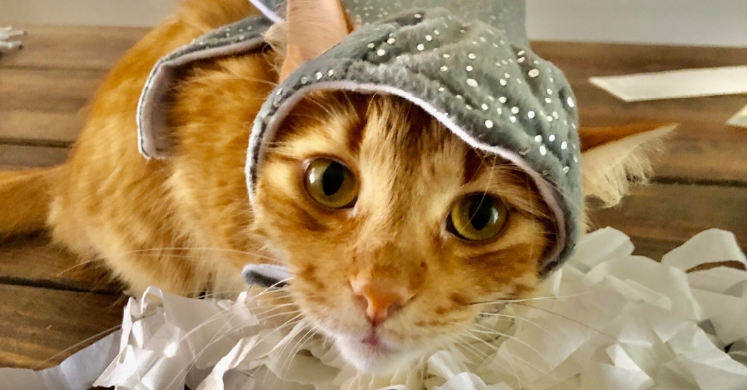 Shoot your pic, cast your vote + win for a good cause in Bham Now’s #CatCloseUpChallenge Shoot your pic, cast your vote + win for a good cause in Bham Now’s #CatCloseUpChallenge