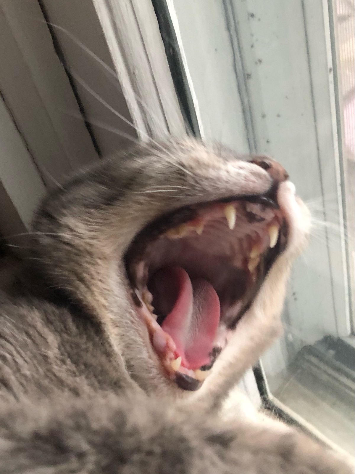 Shoot your pic, cast your vote + win for a good cause in Bham Now's #CatCloseUpChallenge 13 cat 4 Shoot your pic, cast your vote + win for a good cause in Bham Now's #CatCloseUpChallenge