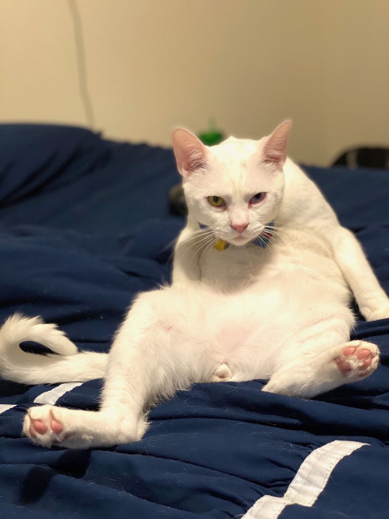 Shoot your pic, cast your vote + win for a good cause in Bham Now's #CatCloseUpChallenge 15 cat 5 Shoot your pic, cast your vote + win for a good cause in Bham Now's #CatCloseUpChallenge