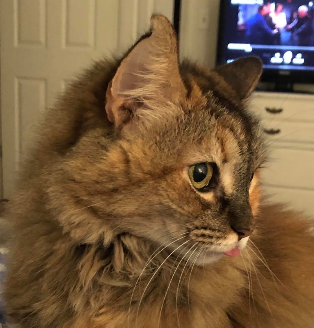 Shoot your pic, cast your vote + win for a good cause in Bham Now's #CatCloseUpChallenge 5 cat 6 Shoot your pic, cast your vote + win for a good cause in Bham Now's #CatCloseUpChallenge