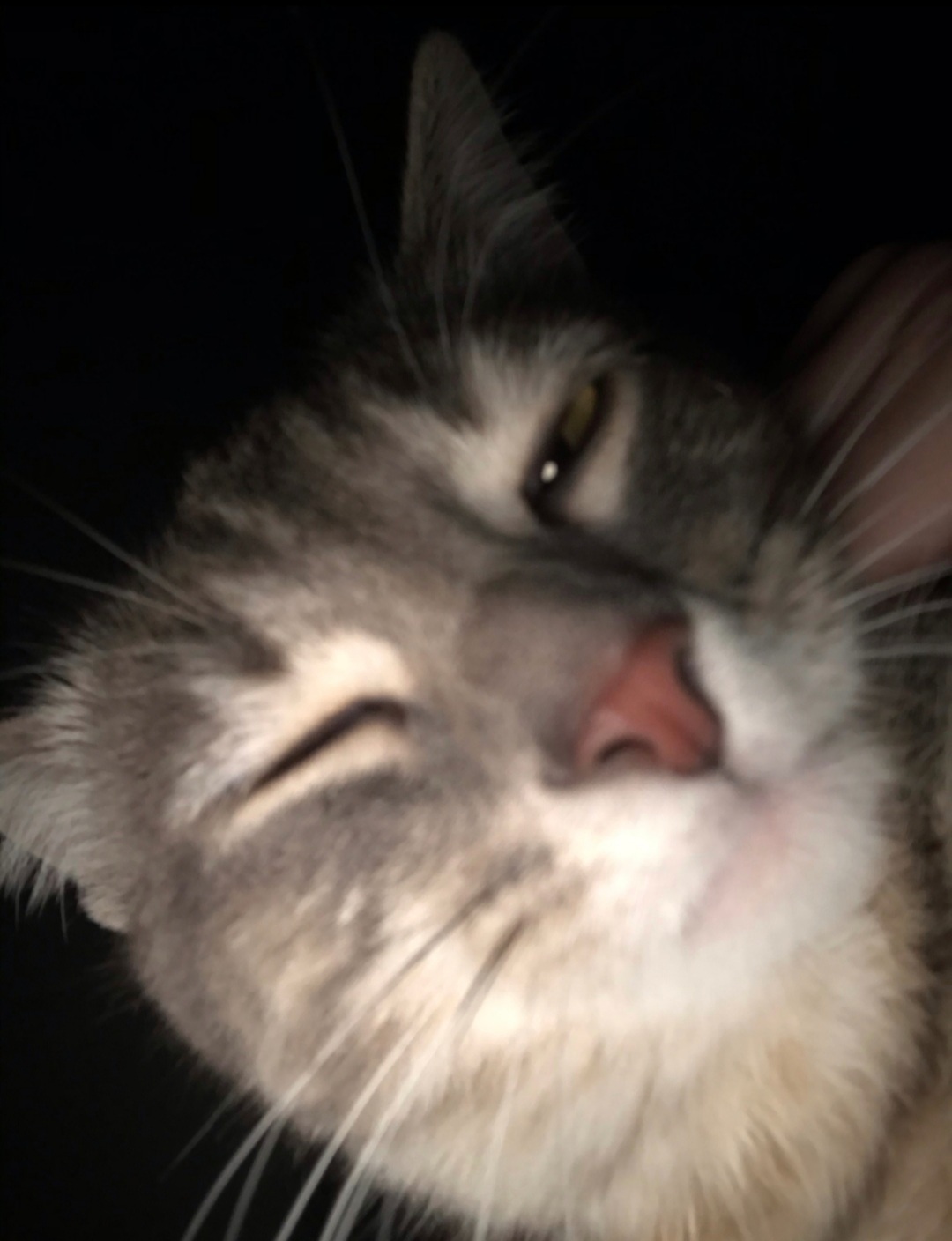 Shoot your pic, cast your vote + win for a good cause in Bham Now's #CatCloseUpChallenge 14 cat 9 Shoot your pic, cast your vote + win for a good cause in Bham Now's #CatCloseUpChallenge