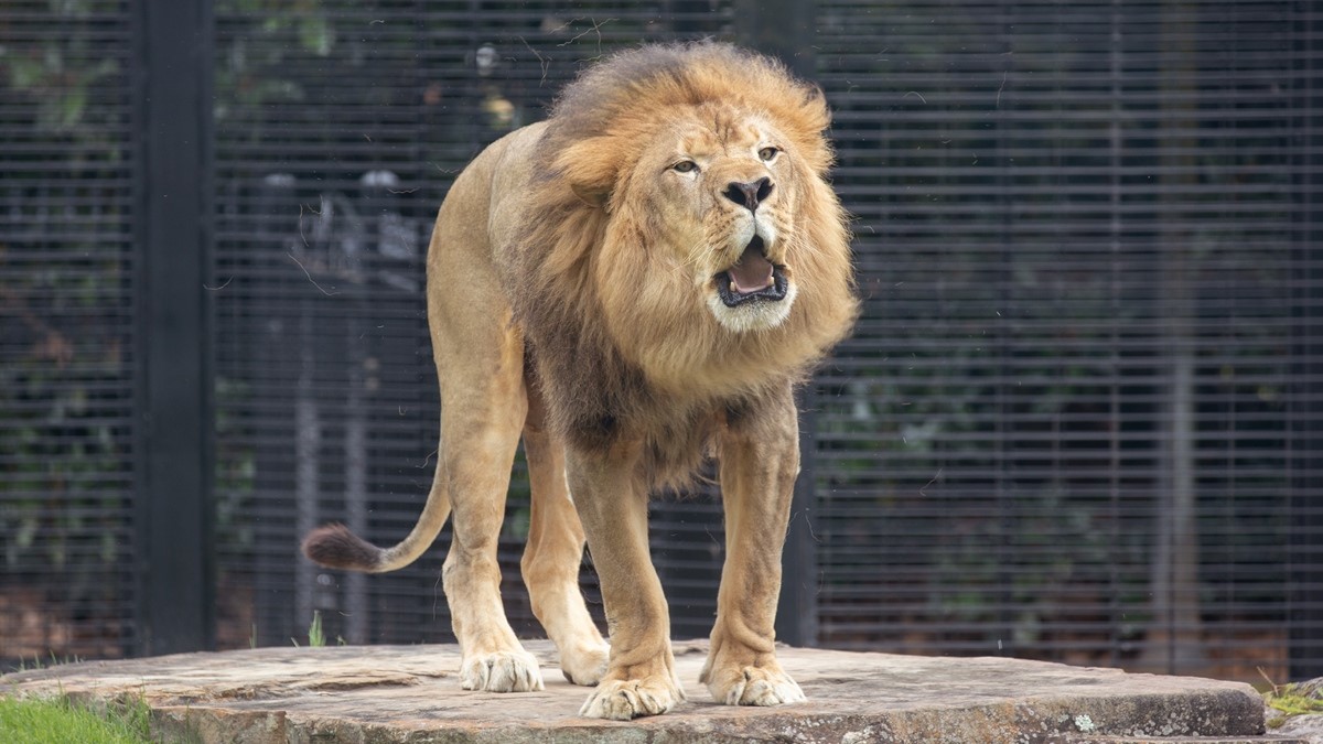 Leo the Lion is UNA's mascot
