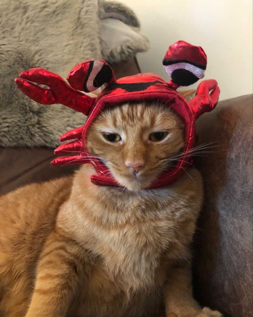 Shoot your pic, cast your vote + win for a good cause in Bham Now's #CatCloseUpChallenge 18 thumbnail Screenshot 20210217 143848 Instagram Shoot your pic, cast your vote + win for a good cause in Bham Now's #CatCloseUpChallenge