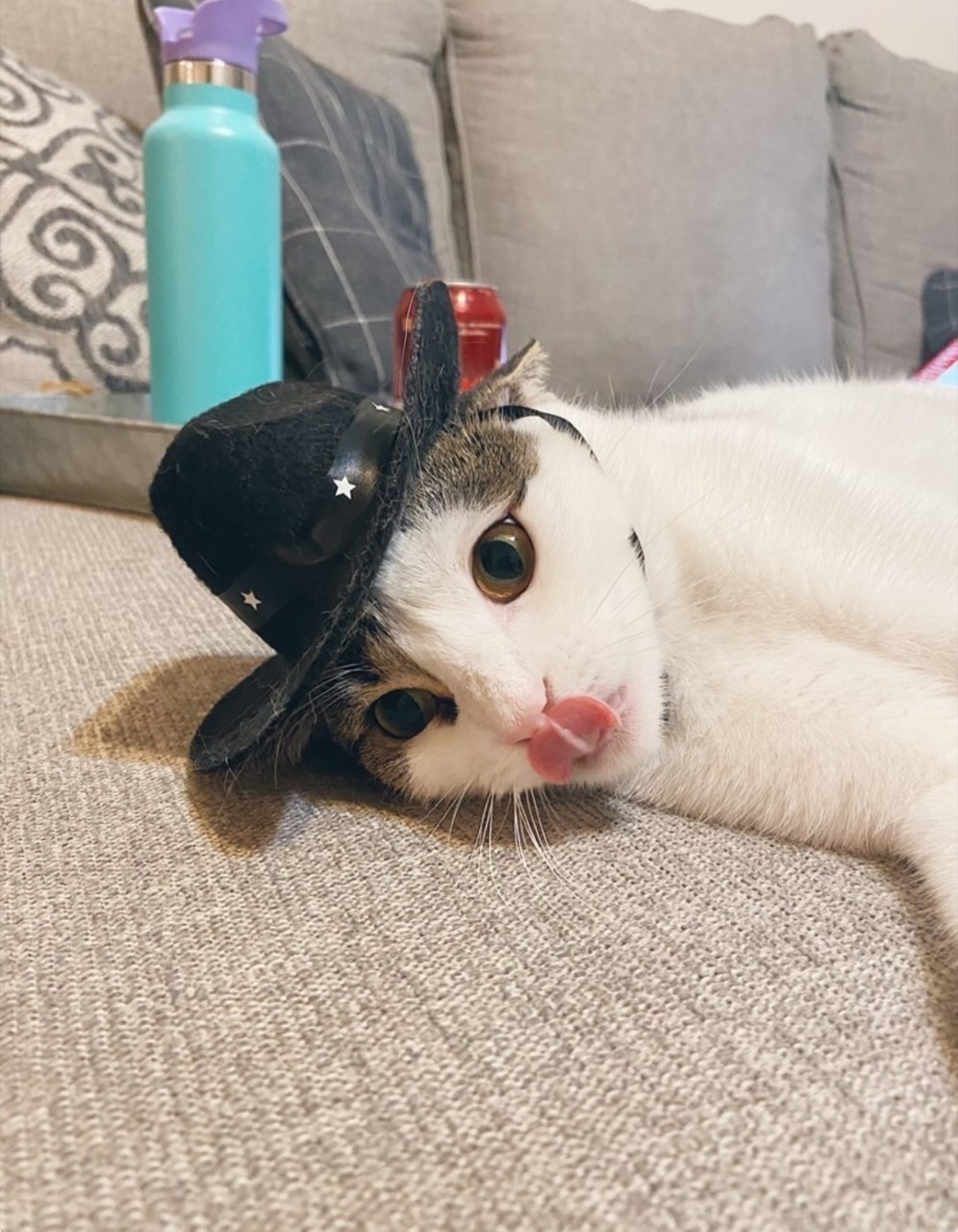 Shoot your pic, cast your vote + win for a good cause in Bham Now's #CatCloseUpChallenge 17 thumbnail Screenshot 20210217 143934 Instagram Shoot your pic, cast your vote + win for a good cause in Bham Now's #CatCloseUpChallenge