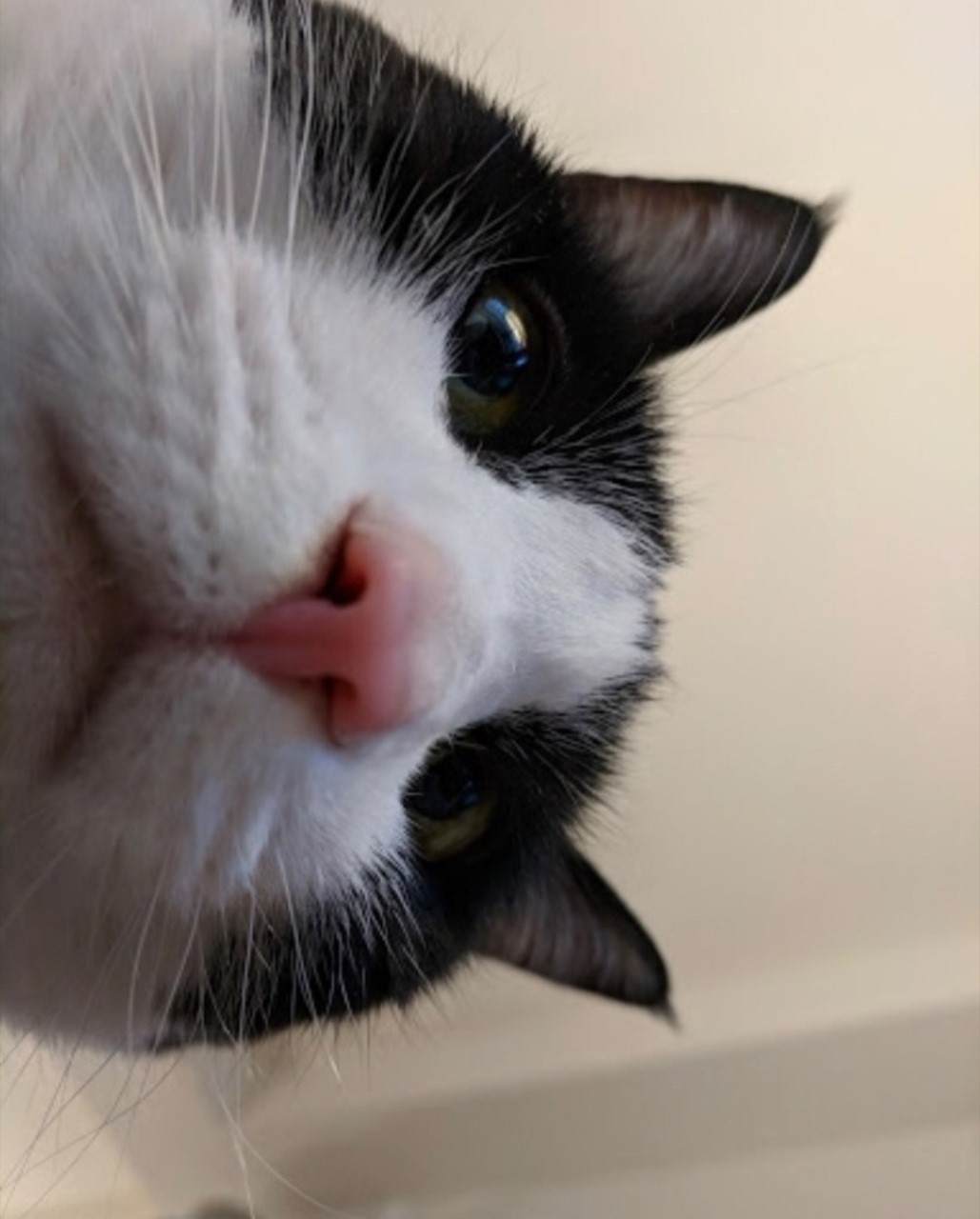 Shoot your pic, cast your vote + win for a good cause in Bham Now's #CatCloseUpChallenge 4 thumbnail Screenshot 20210217 143957 Instagram Shoot your pic, cast your vote + win for a good cause in Bham Now's #CatCloseUpChallenge
