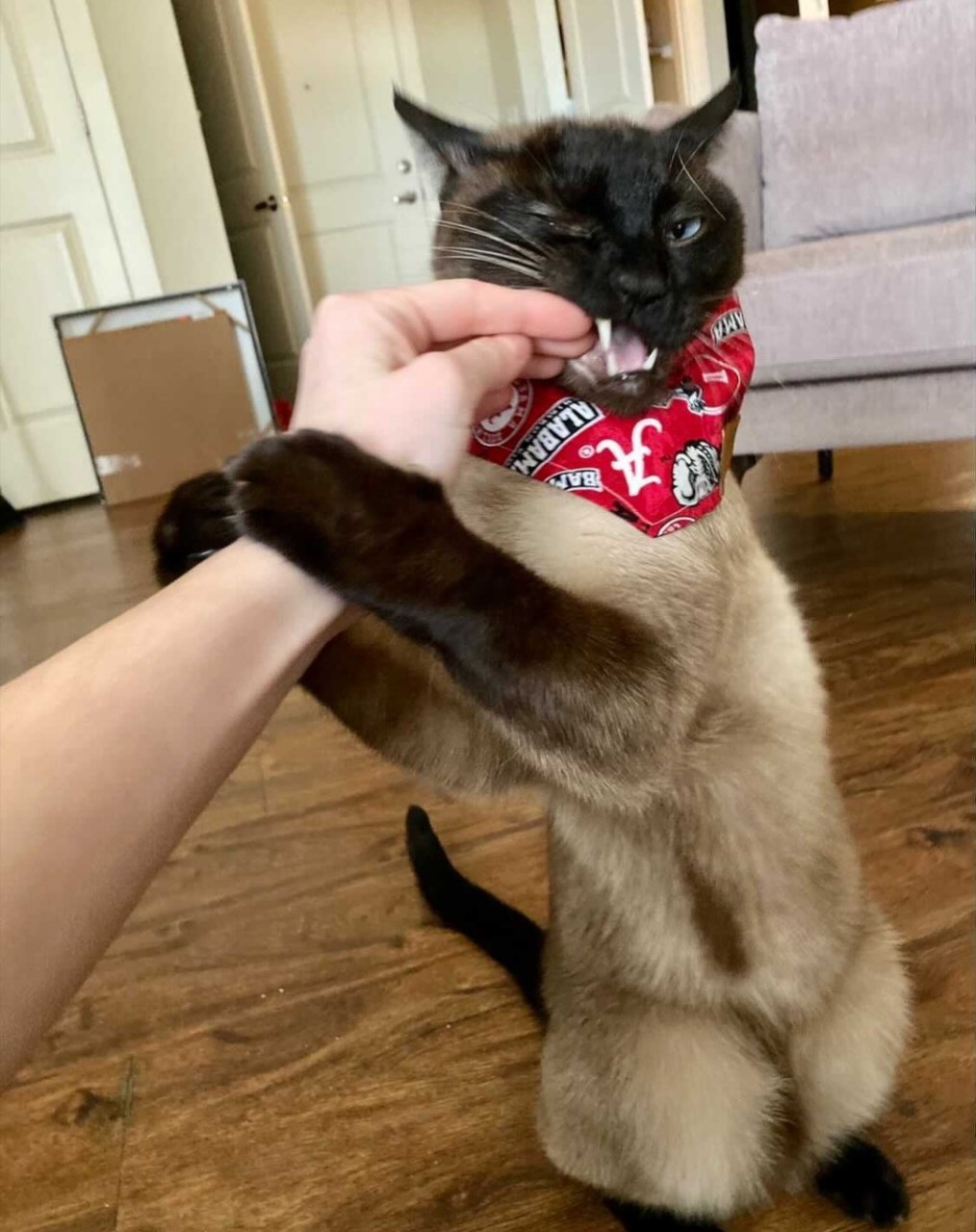 Shoot your pic, cast your vote + win for a good cause in Bham Now's #CatCloseUpChallenge 11 thumbnail Screenshot 20210217 144008 Instagram Shoot your pic, cast your vote + win for a good cause in Bham Now's #CatCloseUpChallenge