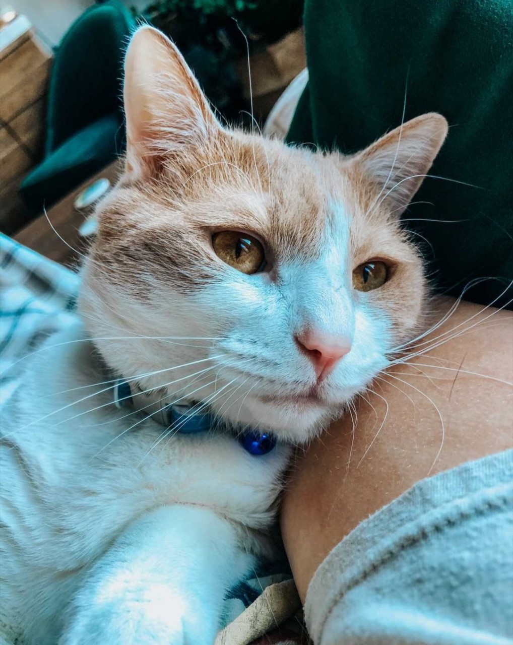 Shoot your pic, cast your vote + win for a good cause in Bham Now's #CatCloseUpChallenge 2 thumbnail Screenshot 20210217 144035 Instagram Shoot your pic, cast your vote + win for a good cause in Bham Now's #CatCloseUpChallenge