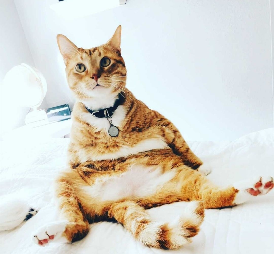 Shoot your pic, cast your vote + win for a good cause in Bham Now's #CatCloseUpChallenge 10 thumbnail Screenshot 20210217 144044 Instagram Shoot your pic, cast your vote + win for a good cause in Bham Now's #CatCloseUpChallenge