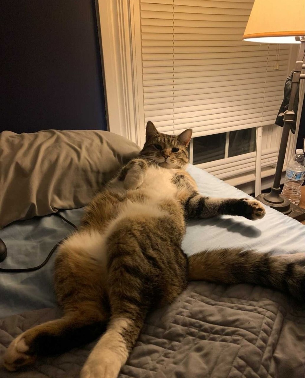 Shoot your pic, cast your vote + win for a good cause in Bham Now's #CatCloseUpChallenge 9 thumbnail Screenshot 20210217 144059 Instagram Shoot your pic, cast your vote + win for a good cause in Bham Now's #CatCloseUpChallenge