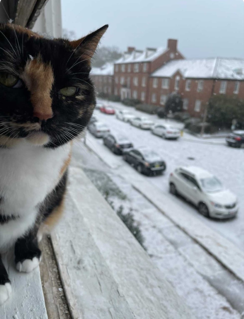 Shoot your pic, cast your vote + win for a good cause in Bham Now's #CatCloseUpChallenge 19 thumbnail Screenshot 20210217 144116 Instagram Shoot your pic, cast your vote + win for a good cause in Bham Now's #CatCloseUpChallenge