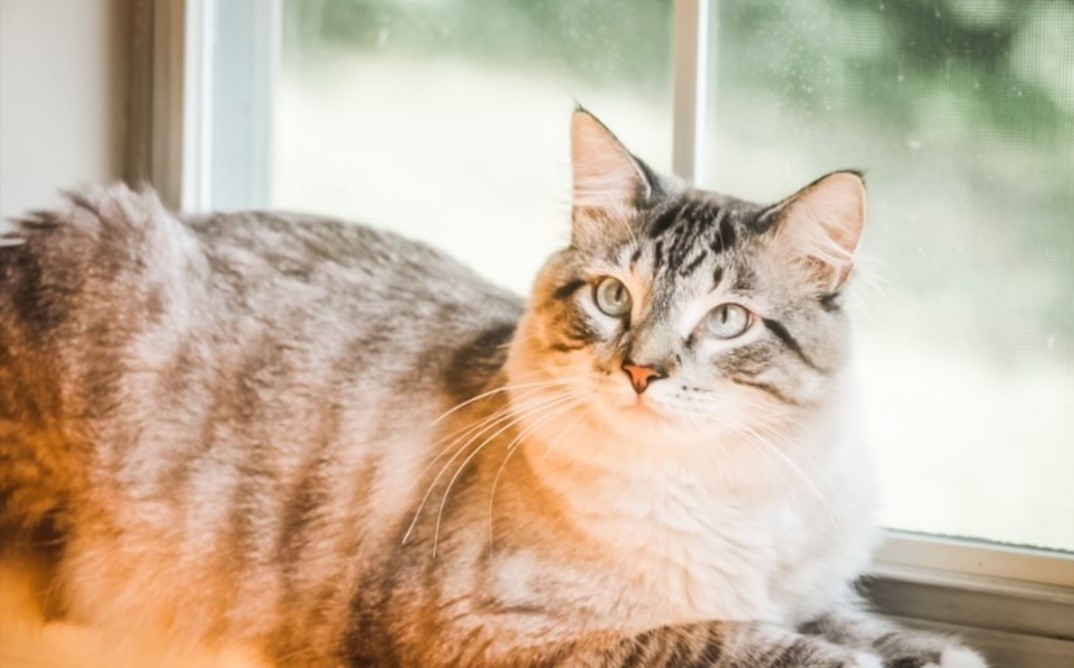 Shoot your pic, cast your vote + win for a good cause in Bham Now's #CatCloseUpChallenge 3 thumbnail Screenshot 20210217 144127 Instagram Shoot your pic, cast your vote + win for a good cause in Bham Now's #CatCloseUpChallenge